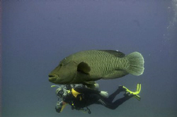 BEB and Napoleon
Shot 2007 in Namaa Bay, Sharm el sheikh. by Trygve Borge 